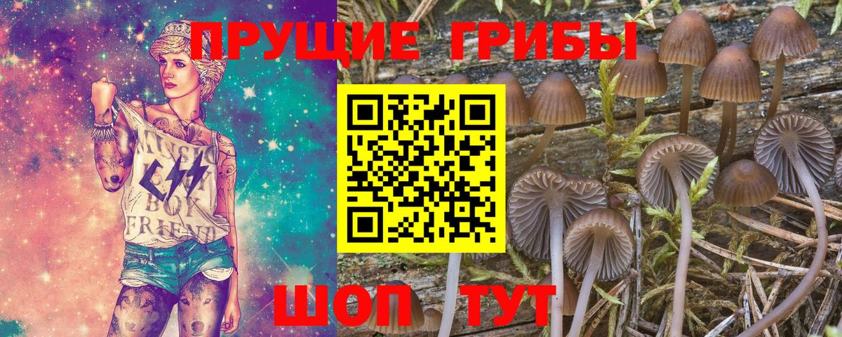 Псилоцибиновые грибы Psilocybine cubensis Чита